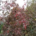 Euonymus europaeus 'Red Cascade' P1B